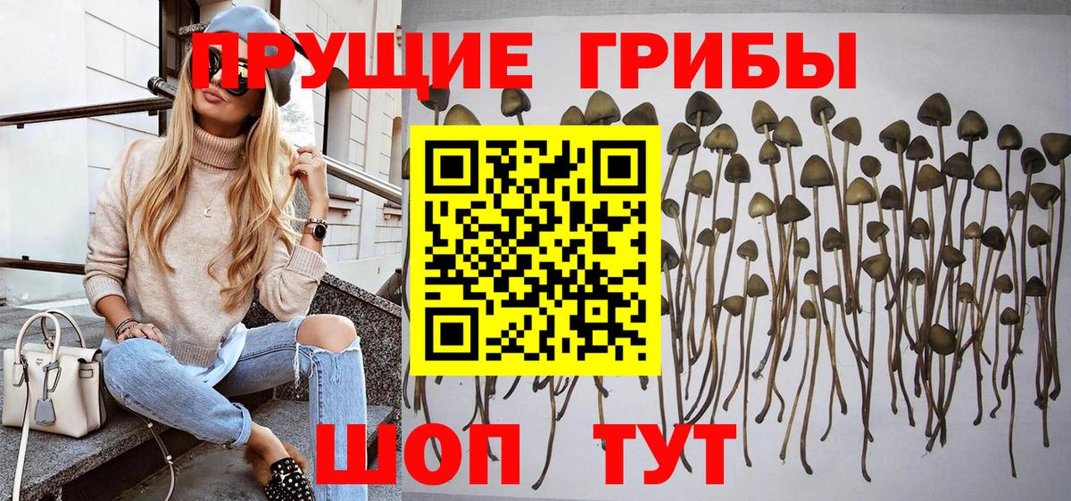 Галлюциногенные грибы Psilocybine cubensis Калуга